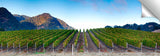 Pismo_Vineyards