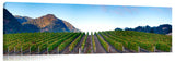 Pismo_Vineyards