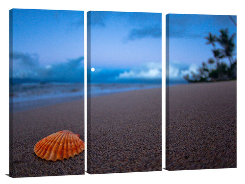 A shell on the beach at Kanapali beach, on Maui.